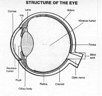 structure of the human eye structure of the human eye